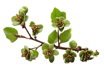 a green twig with green leaves and green color flowers