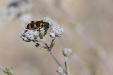 Escarabajo Trichodes leucopsideus sobre pequeñas flores cerradas, Alcoy, España