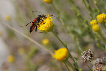 Insecto stenurella melanura comiendo en flor de manzanilla, Alcoy, España
