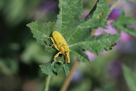 Gorgojo de las Malvas (Lixus augustatus) caminando sobre hoja de planta Malva sylvestris, Alcoy, Espa&ntilde;a