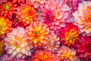 Obraz premium Background top view colorful dahlia flowers. Postcard birthday, womans, mothers holiday, wedding invitation, event banner, flat lay style. Summertime floral texture close up, copy space.
