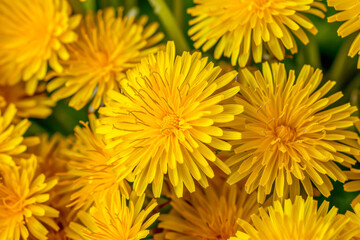 Obraz premium Background top view yellow dandelions flowers. Postcard birthday, womans, mothers holiday, wedding invitation, event banner, flat lay style. Summertime floral texture close up, copy space.