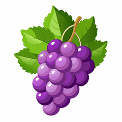 vector illustration of grape