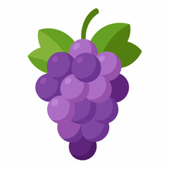 vector illustration of grape