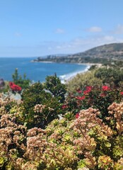 scenic coastal view framed by flowers and cliffs