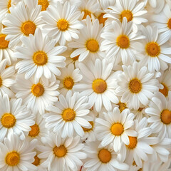 Obraz premium Background top view white daisies, white chamomile flowers. Postcard birthday, womans, mothers holiday, wedding invitation, event banner, flat lay style. Summertime texture close up, copy space.