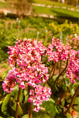 Bergenia crassifolia, winter-blooming bergenia, at Mainau island, Lake Bodensee, Baden-Württemberg, Germany, on a sunny day in spring