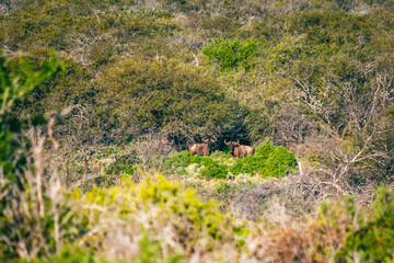 Two Blue wildebeest bulls in the sunset sunlight in the bushveld thicket of South Africa