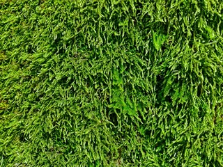Green lush moss in forest as pattern background. Colorful bright natural moss tree texture. Dense...