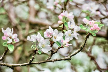 Magical apple blossom in the spring garden. Spring blossom of tree.