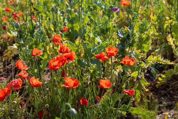 Colorful poppy flowers. Red and purple flowers. Green poppies.