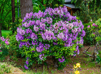 Purple Flower Bushes