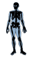 Human skeleton. Vector schematic drawing