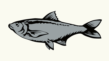Big sea fish. Vector drawing