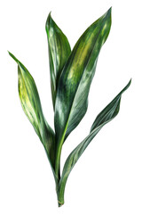 Obraz premium Green leaf of a plant on a transparent background.