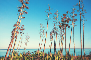 Seascape with blooming agave trees on a sunny day. A row of agaves in bloom on the beach