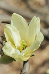 Obraz premium Closeup of branch yellow magnolia blossoms in full bloom