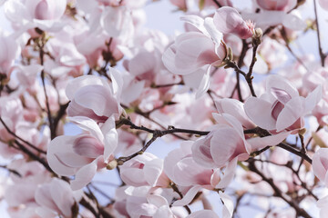 Closeup of branch pink magnolia blossoms in full bloom