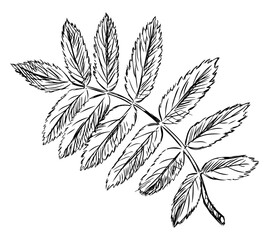 Rowan leaf, single,doodle, sketch, outline,hand drawn vector illustration isolated on white
