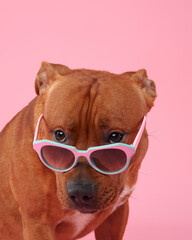 A cheerful Staffordshire Bull Terrier sports a pair of colorful turquoise glasses, grinning...