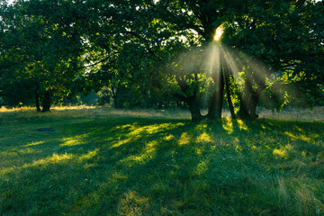 Summer green forest glade in the sunlight rays through the morning mist.