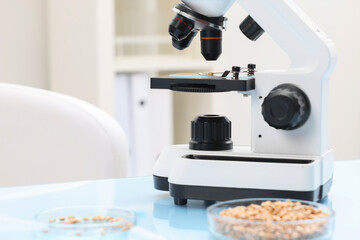 Food quality control. Microscope and petri dishes with wheat grains in laboratory