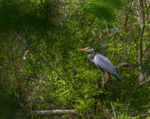 Grey heron near Nesyt pond in cloudy spring day in south Moravia