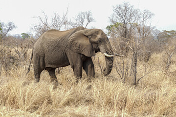Elefant