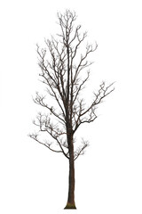 Obraz premium Dead tree or dried tree isolate on white background.Save white clipping path.