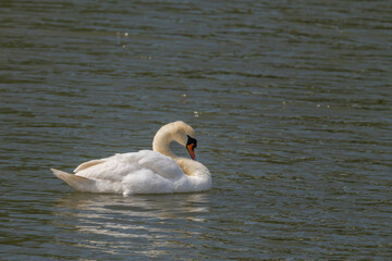 Swans on Nesyt pond in cloudy spring day in south Moravia