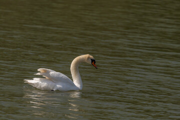 Swans on Nesyt pond in cloudy spring day in south Moravia