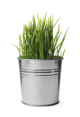 Potted fresh wheat grass isolated on white