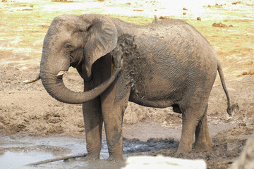 Elefant