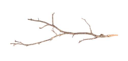 One dry tree branch isolated on white