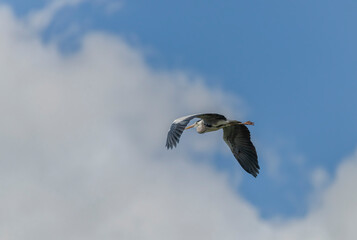 Obraz premium Grey heron near Nesyt pond in cloudy spring day in south Moravia
