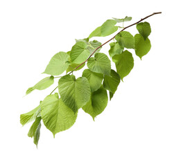 Branch of linden tree with young fresh green leaves isolated on white. Spring season