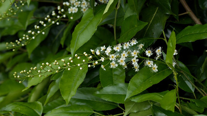 Portuguese laurel cherry flowers