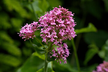 Red valerian, pink type