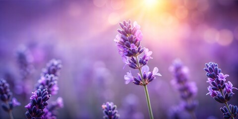 Obraz premium Lavender Blur: A calming, purple blurred background highlighting the shape of a single lavender flower. 