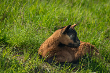 Brown goat in green fresh grass in sunny spring day