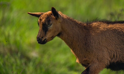 Brown goat in green fresh grass in sunny spring day