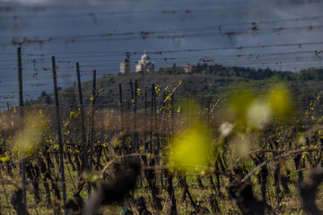 Wineyard in sunny cloudy day near Mikulov town in Palava area