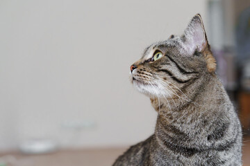 close-up portrait of cute domestic cat looking to the side. High quality photo