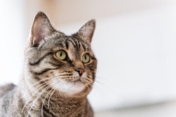 close-up portrait of cute domestic cat looking to the side. High quality photo