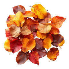A pile of autumn leaves in shades of red, orange and yellow.  The leaves are scattered in a random pattern.  The colors are vibrant and the leaves are crisp and fresh. isolated on White background.