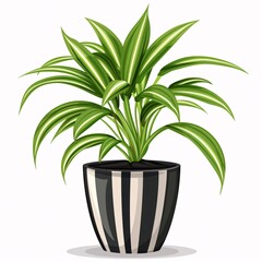 PNG illustration of a leafy spider plant with green and white striped leaves in a stylish pot on a white background