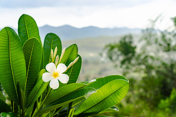Serene Plumeria Blossoms in a Tropical Landscape