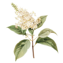 White flowers bouquet with isolated white lilac branch