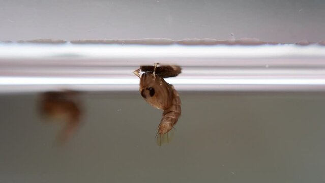 Close-up of larva aedes mosquito swimming underwater.