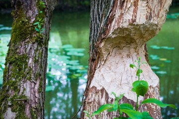 Beavers nibbled the trunk of tree. Beaver teeth marks on trees